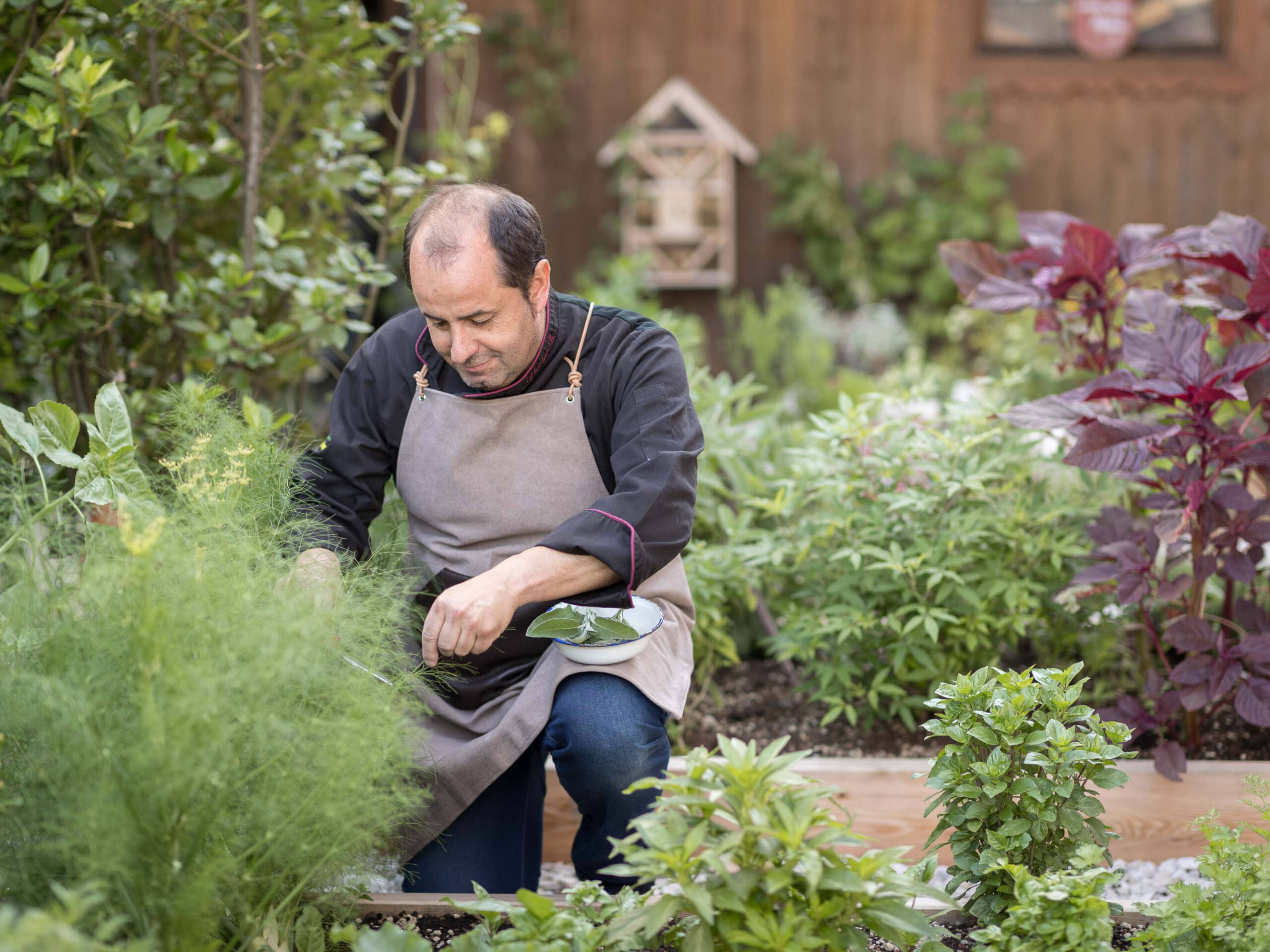 Der Koch im Kräutergarten sammelt Kräuter zum Kochen - Hotel Patriarch