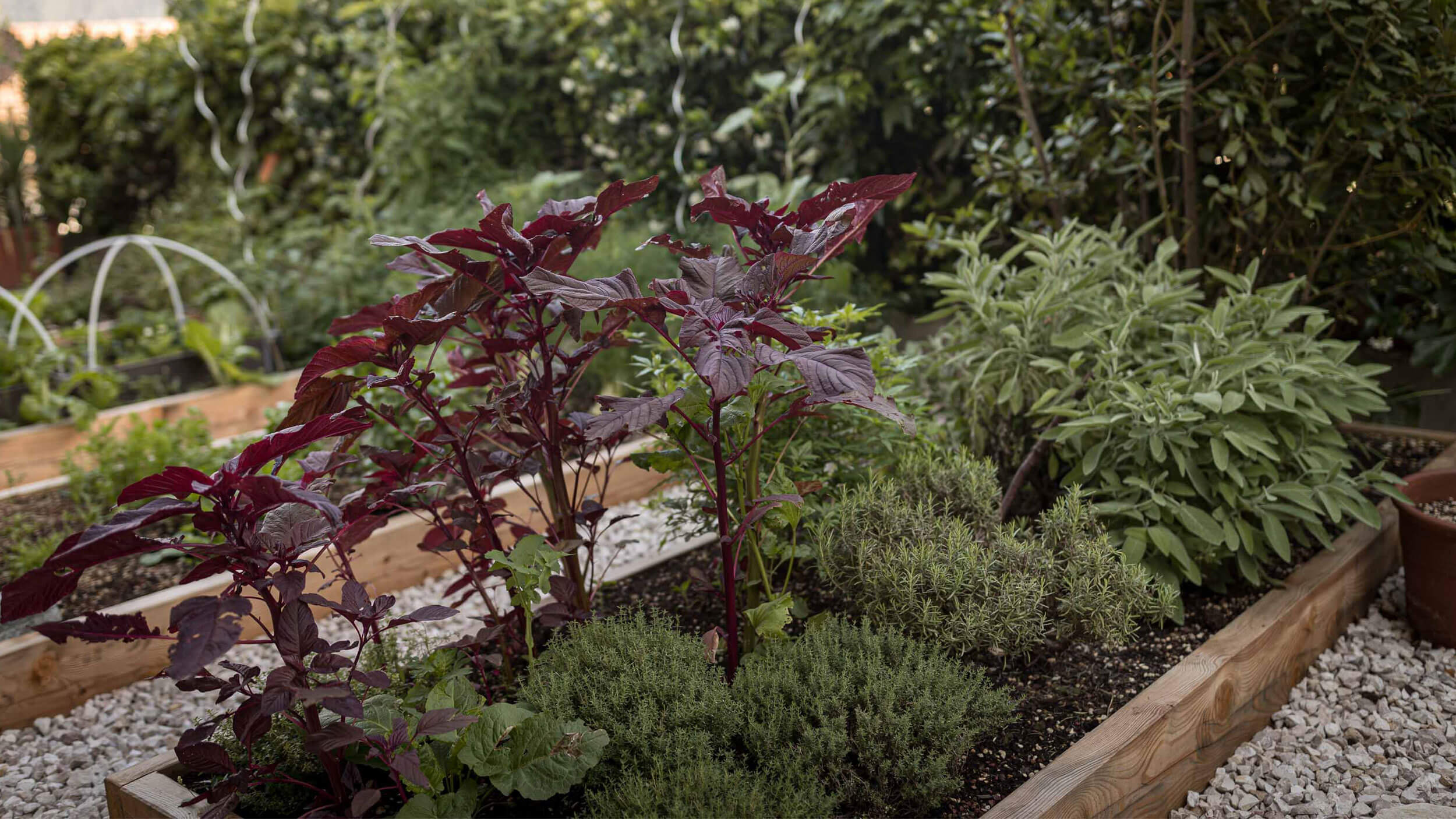 Kräuter und Blattgemüse