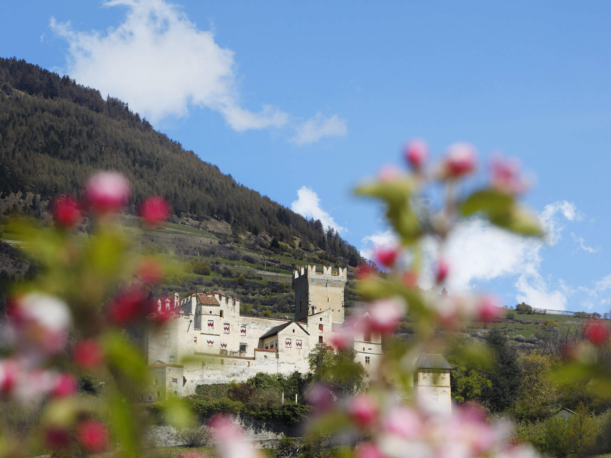 Blick auf eine Burg - im Vordergrund unscharf rote Blüten - Hotel Patriarch