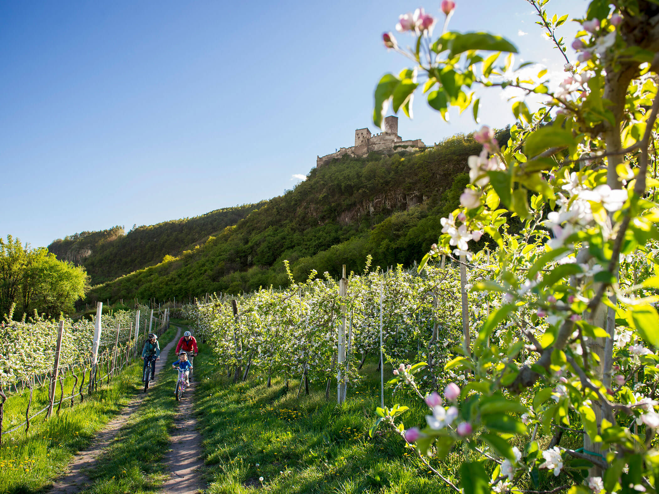 Die Eltern und die Tochter fahren mit dem Rad zwischen Apfelplantagen entlang - Hotel Patriarch