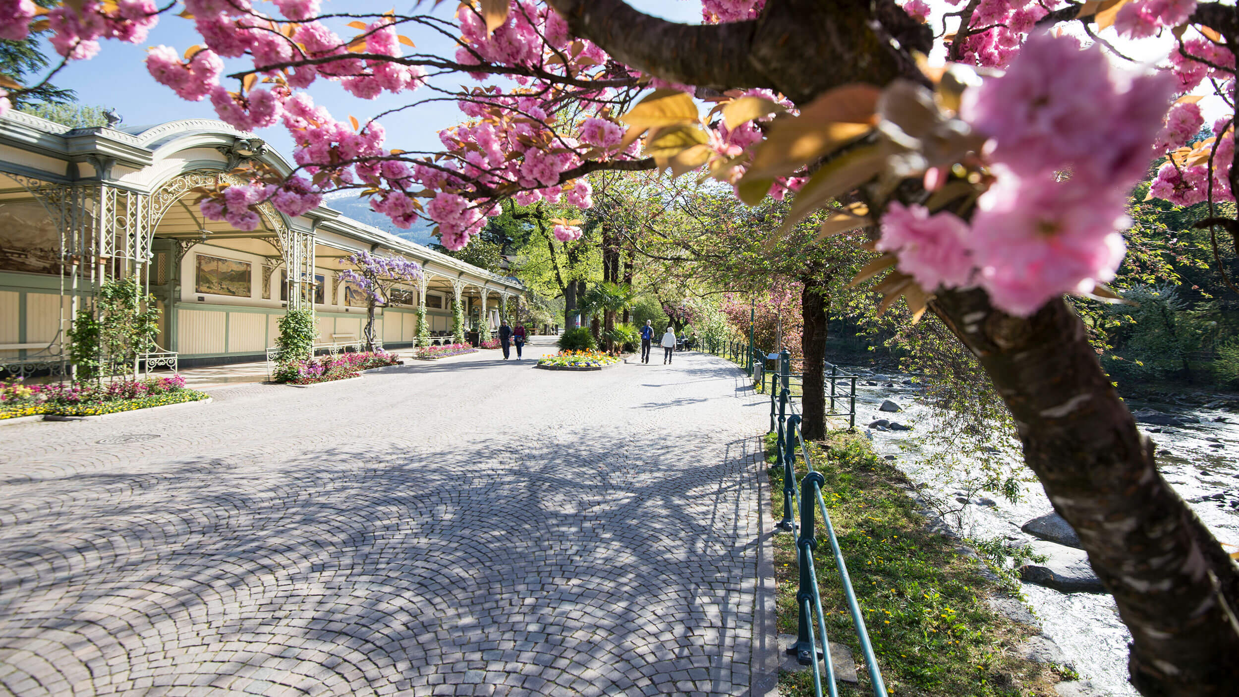 Ein rosa blühender Kirschbaum neben einem gepflasterten Fußweg - Hotel Patriarch