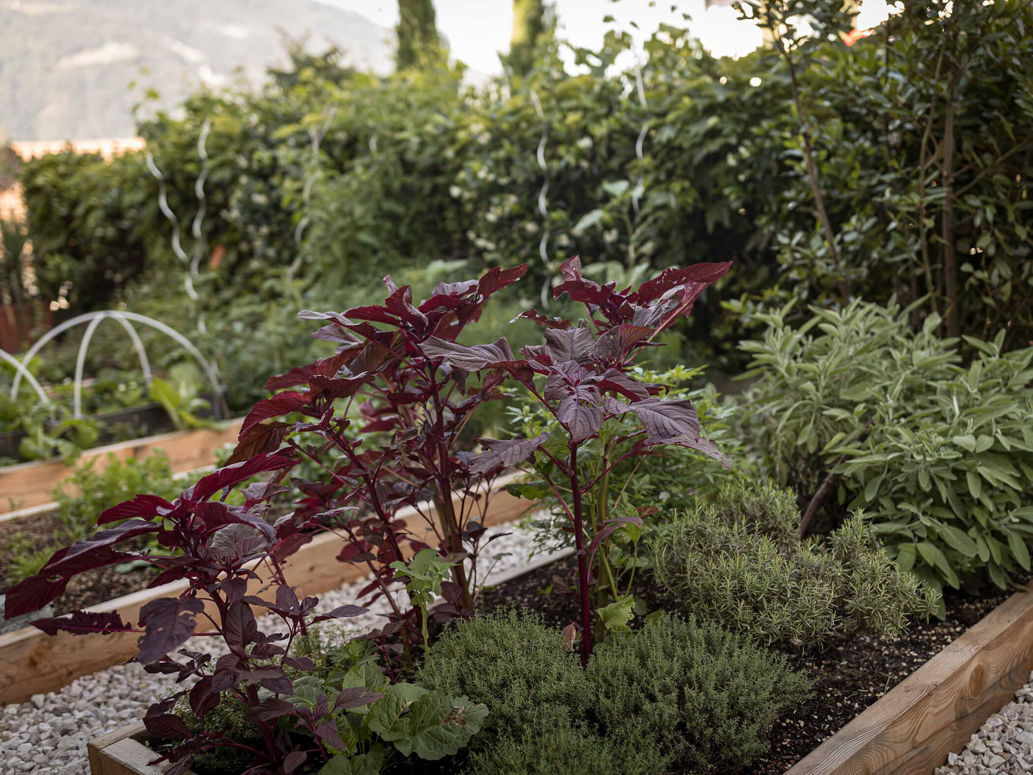 Verschiedenen Kräuter in einem Beet im Garten - Hotel Patriarch
